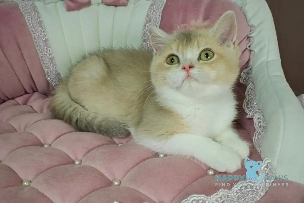 Miya British Shorthair female lilac golden ticked tabby live animals