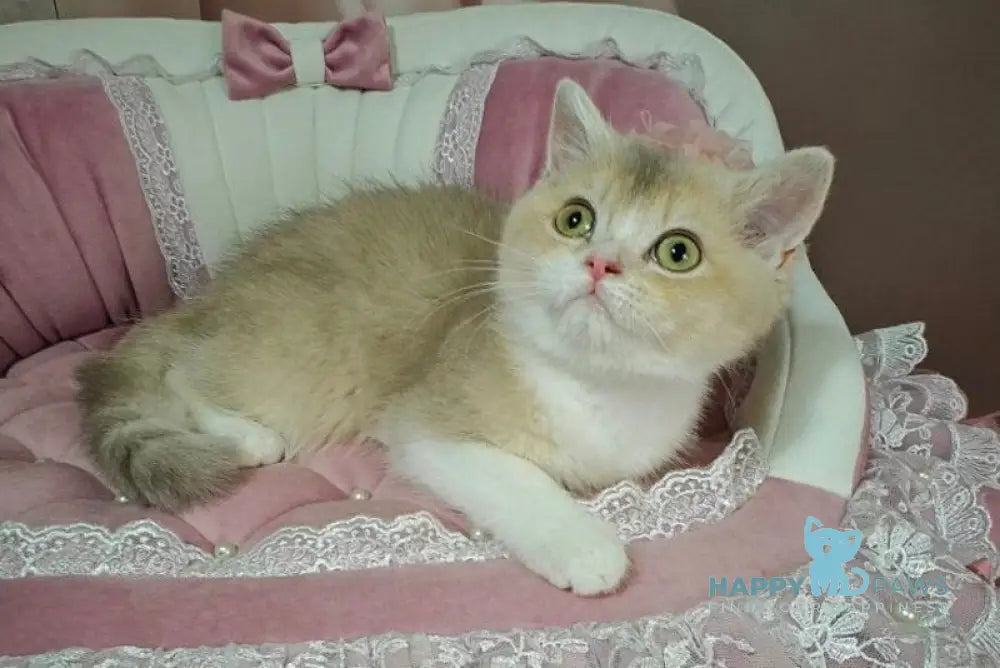 Miya British Shorthair female lilac golden ticked tabby live animals
