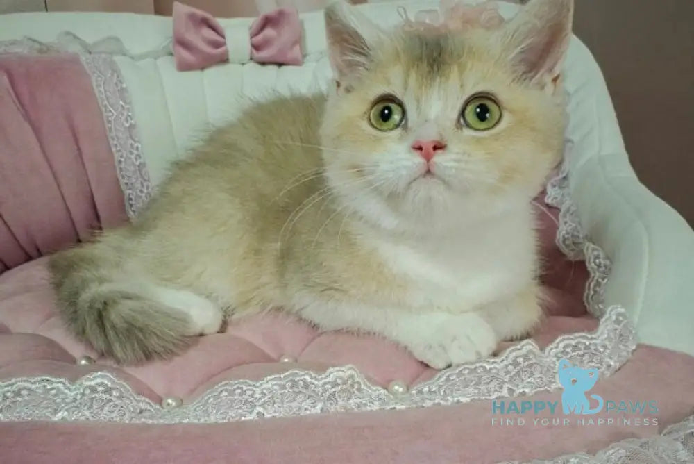 Miya British Shorthair female lilac golden ticked tabby live animals