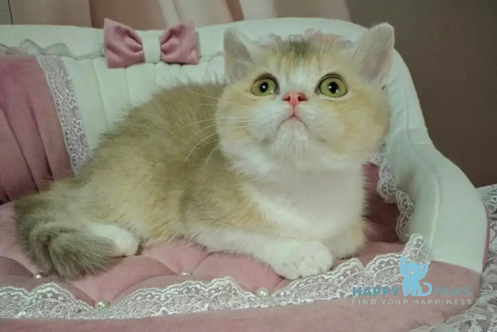 Miya British Shorthair female lilac golden ticked tabby live animals