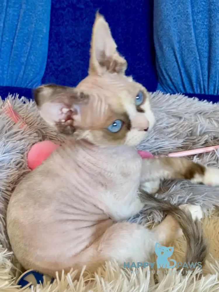 Miya Devon Rex female blue tortie bicolour pointed live animals