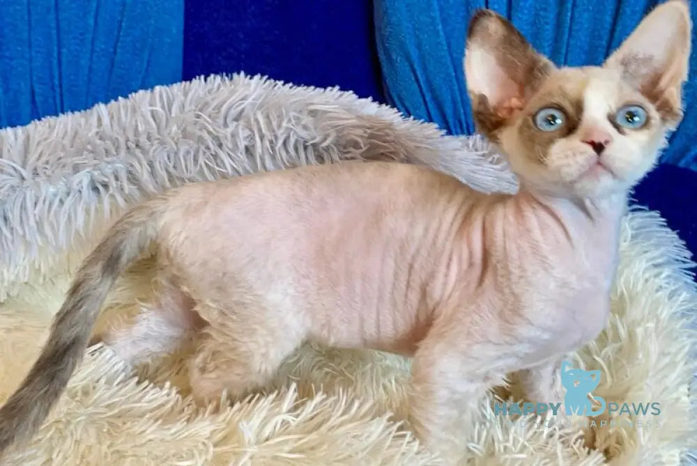 Miya Devon Rex female blue tortie bicolour pointed live animals