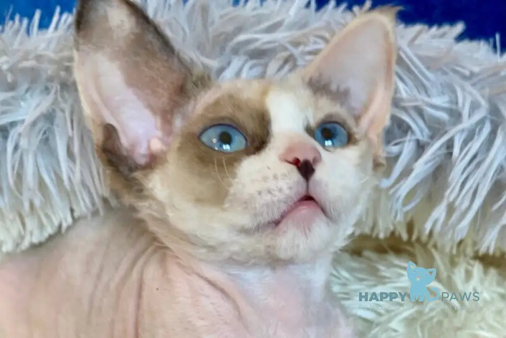 Miya Devon Rex female blue tortie bicolour pointed live animals