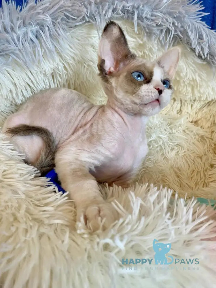 Miya Devon Rex female blue tortie bicolour pointed live animals
