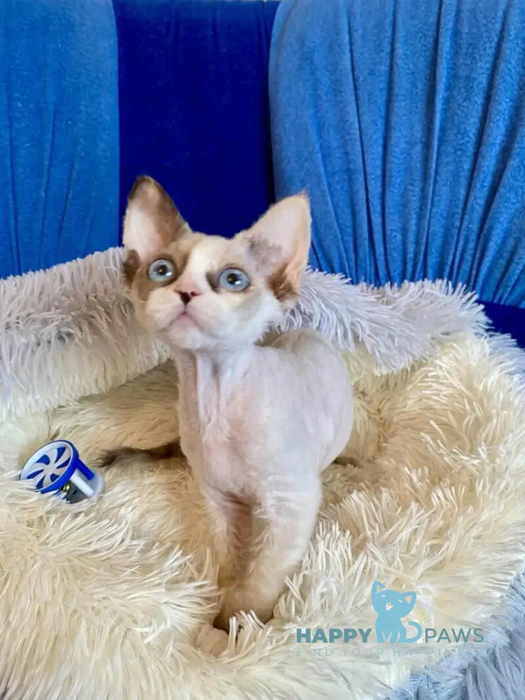 Miya Devon Rex female blue tortie bicolour pointed live animals