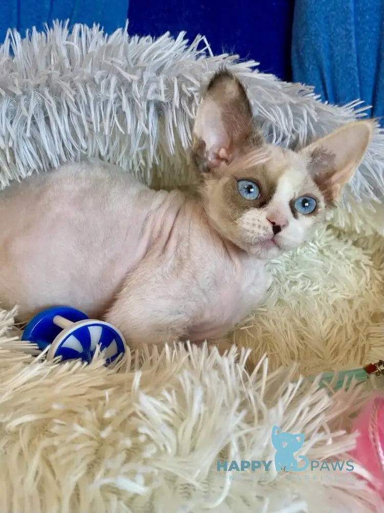 Miya Devon Rex female blue tortie bicolour pointed live animals
