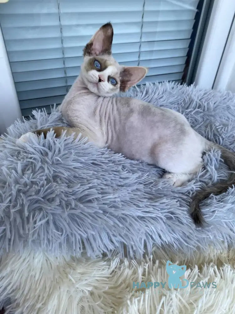 Miya Devon Rex female blue tortie bicolour pointed live animals