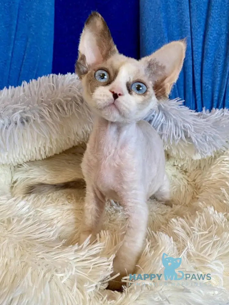 Miya Devon Rex female blue tortie bicolour pointed live animals