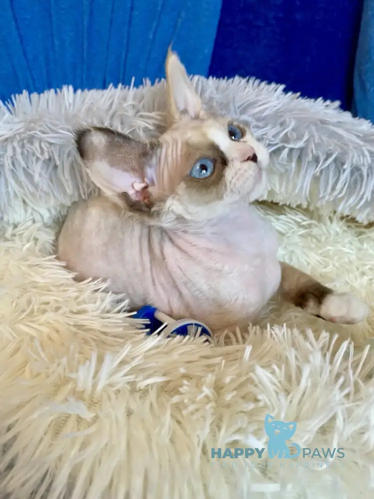 Miya Devon Rex female blue tortie bicolour pointed live animals