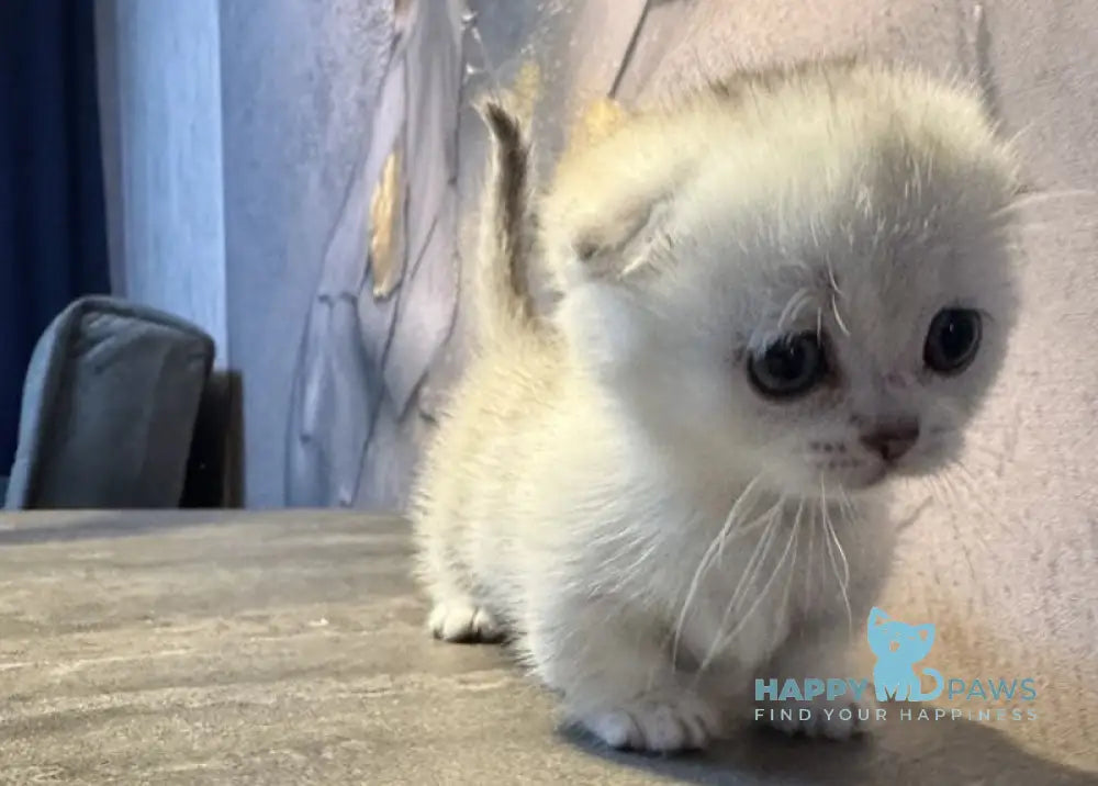 Mochi Munchkin male black silver shaded live animals