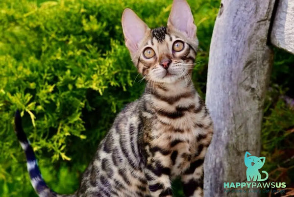 Mokko Bengal male black spotted tabby - live animals