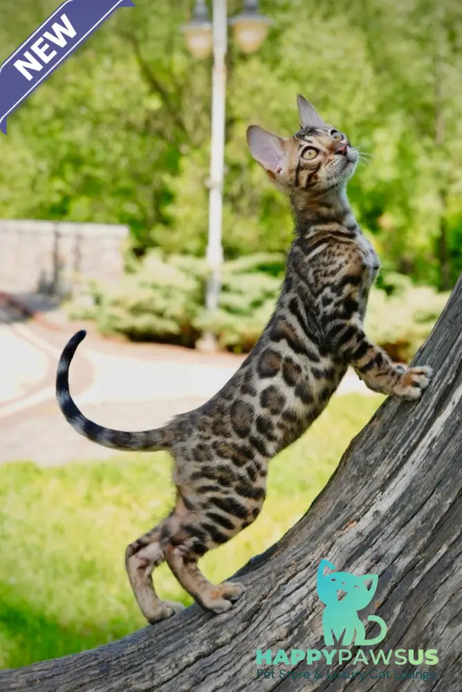 Mokko Bengal male black spotted tabby - live animals