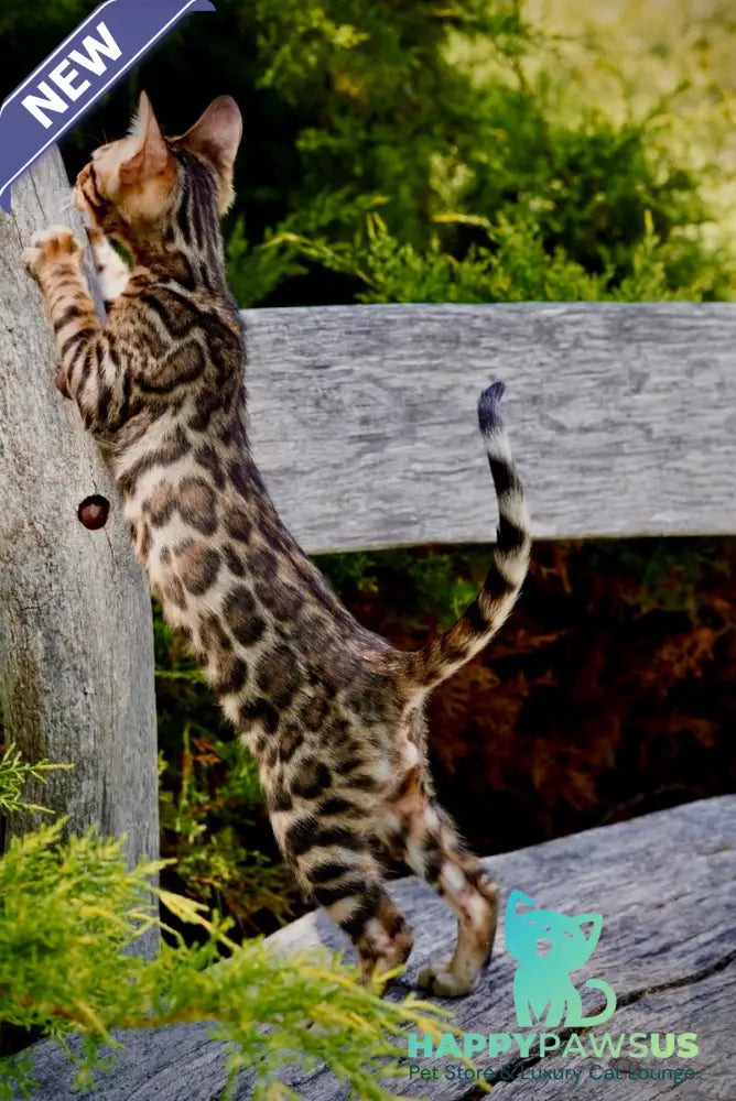 Mokko Bengal male black spotted tabby - live animals