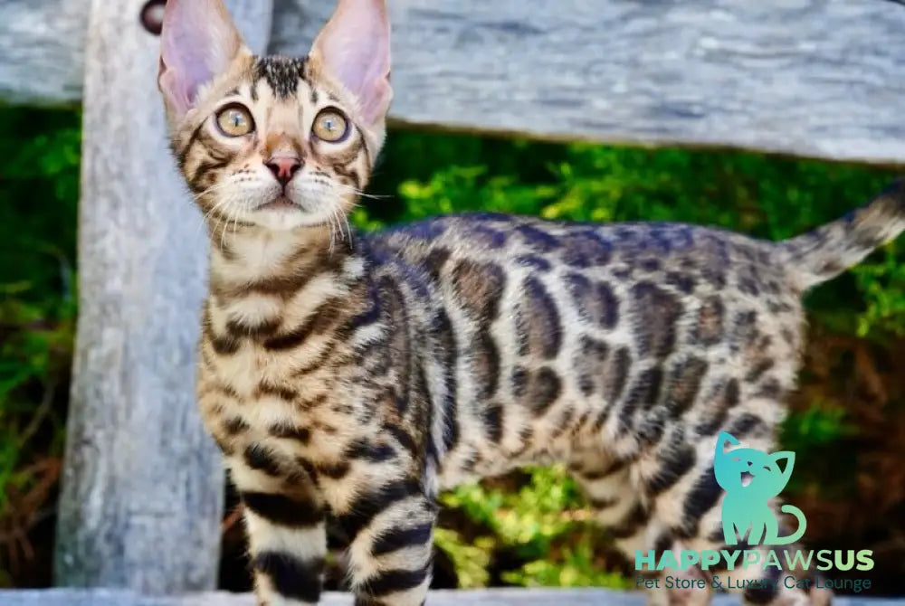 Mokko Bengal male black spotted tabby - live animals