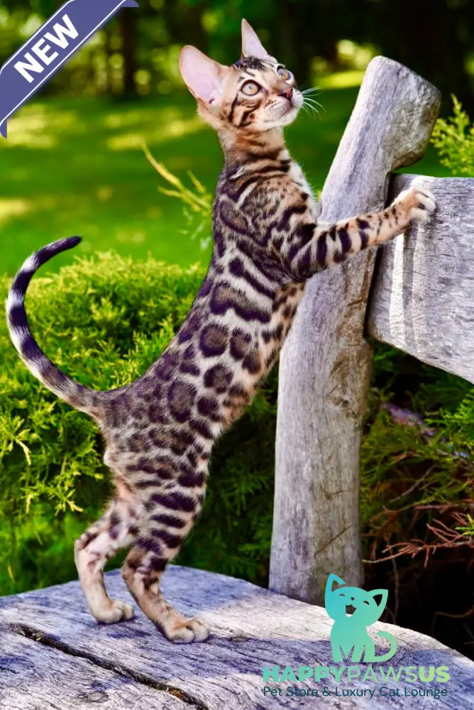 Mokko Bengal male black spotted tabby - live animals