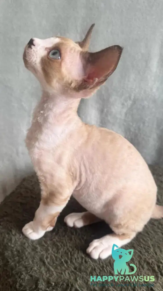 Мokko Devon Rex male black bicolour pointed - live animals