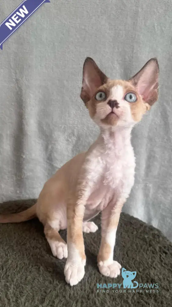 Мokko Devon Rex male black bicolour pointed - live animals