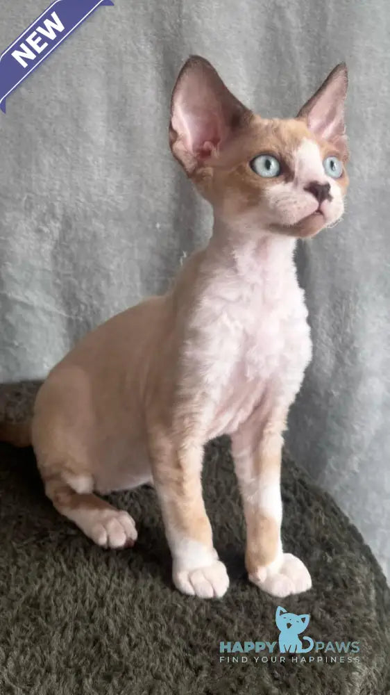 Мokko Devon Rex male black bicolour pointed - live animals