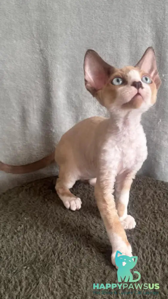 Мokko Devon Rex male black bicolour pointed - live animals