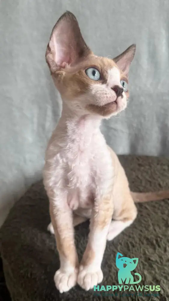 Мokko Devon Rex male black bicolour pointed - live animals