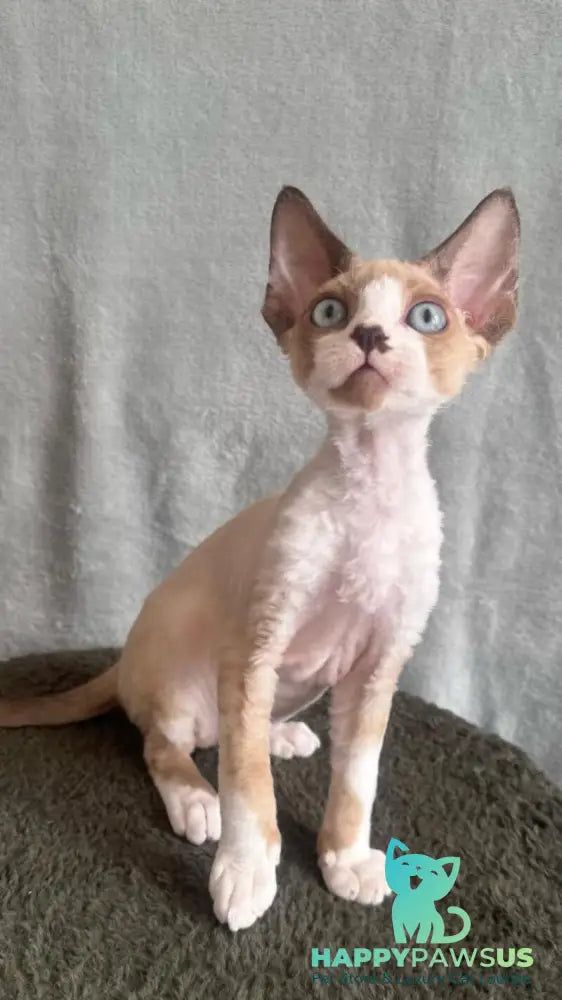 Мokko Devon Rex male black bicolour pointed - live animals
