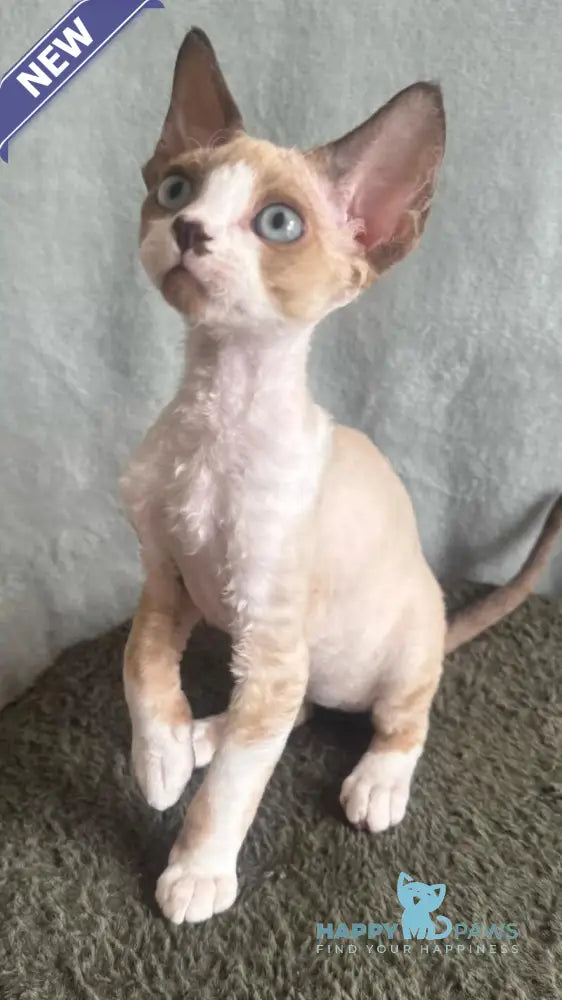 Мokko Devon Rex male black bicolour pointed - live animals
