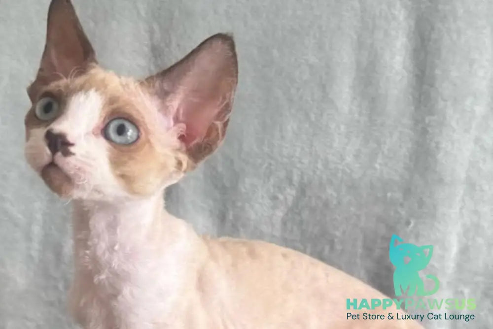 Мokko Devon Rex male black bicolour pointed - live animals