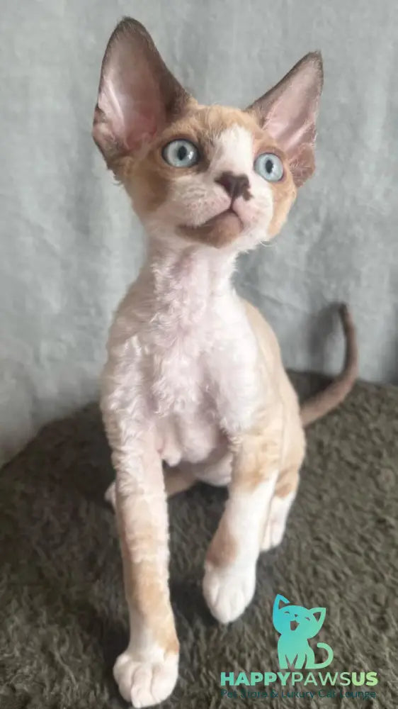 Мokko Devon Rex male black bicolour pointed - live animals