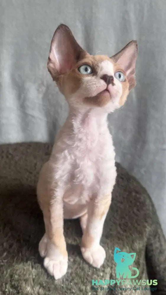 Мokko Devon Rex male black bicolour pointed - live animals