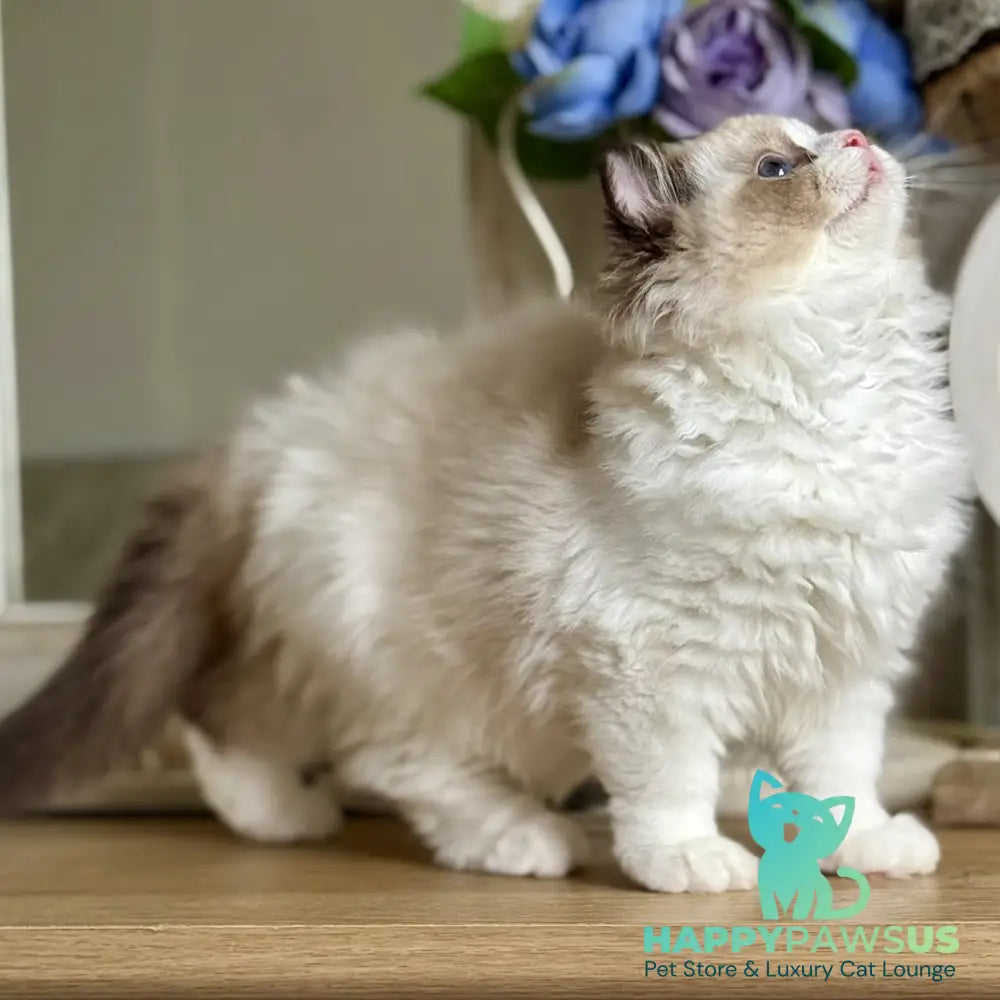 Moksha Ragdoll female black bicolour - live animals
