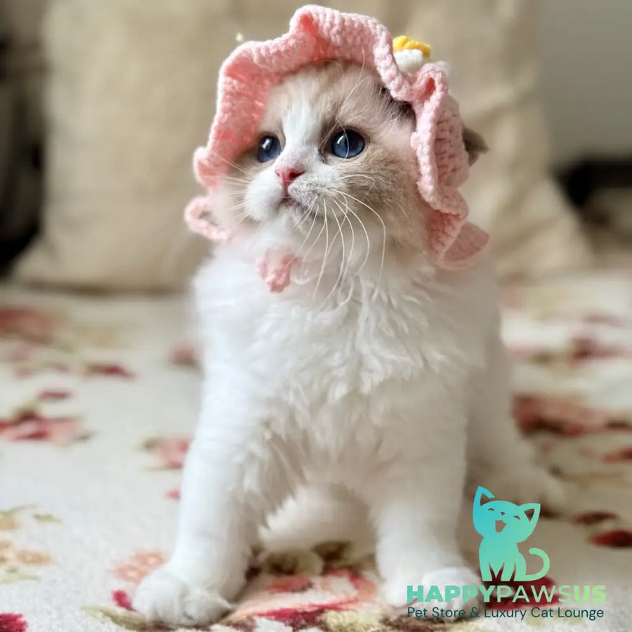 Moksha Ragdoll female black bicolour - live animals