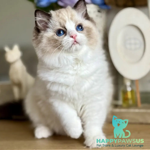 Moksha Ragdoll female black bicolour - live animals