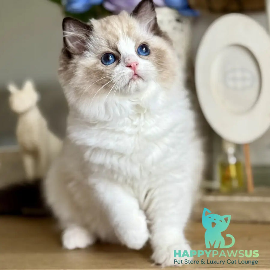 Moksha Ragdoll female black bicolour - live animals