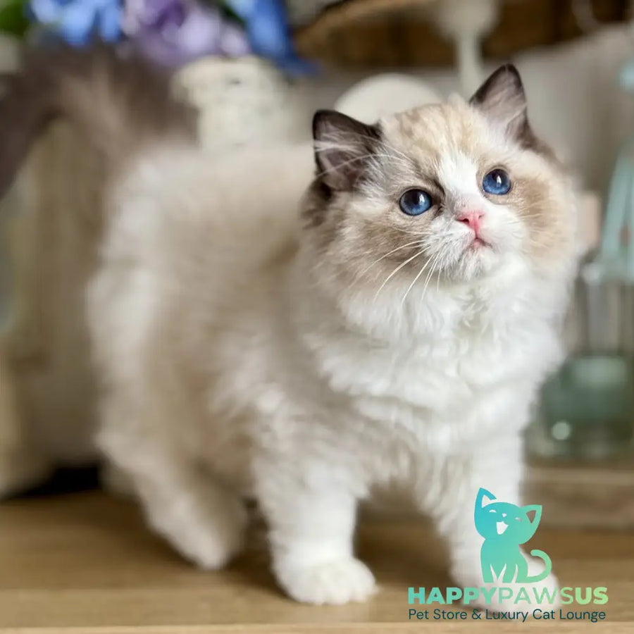 Moksha Ragdoll female black bicolour - live animals