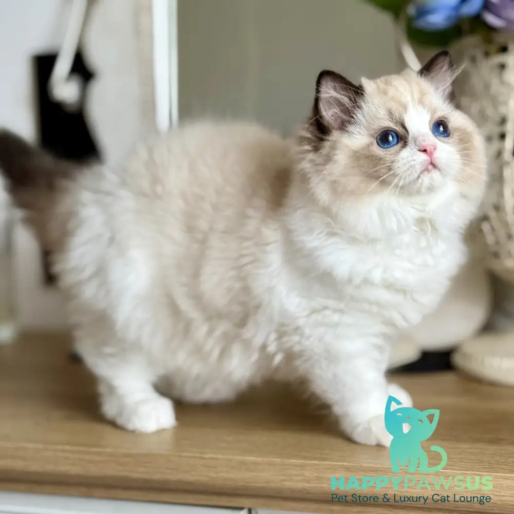Moksha Ragdoll female black bicolour - live animals
