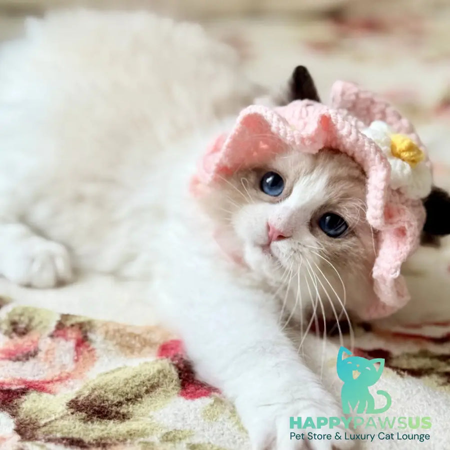 Moksha Ragdoll female black bicolour - live animals