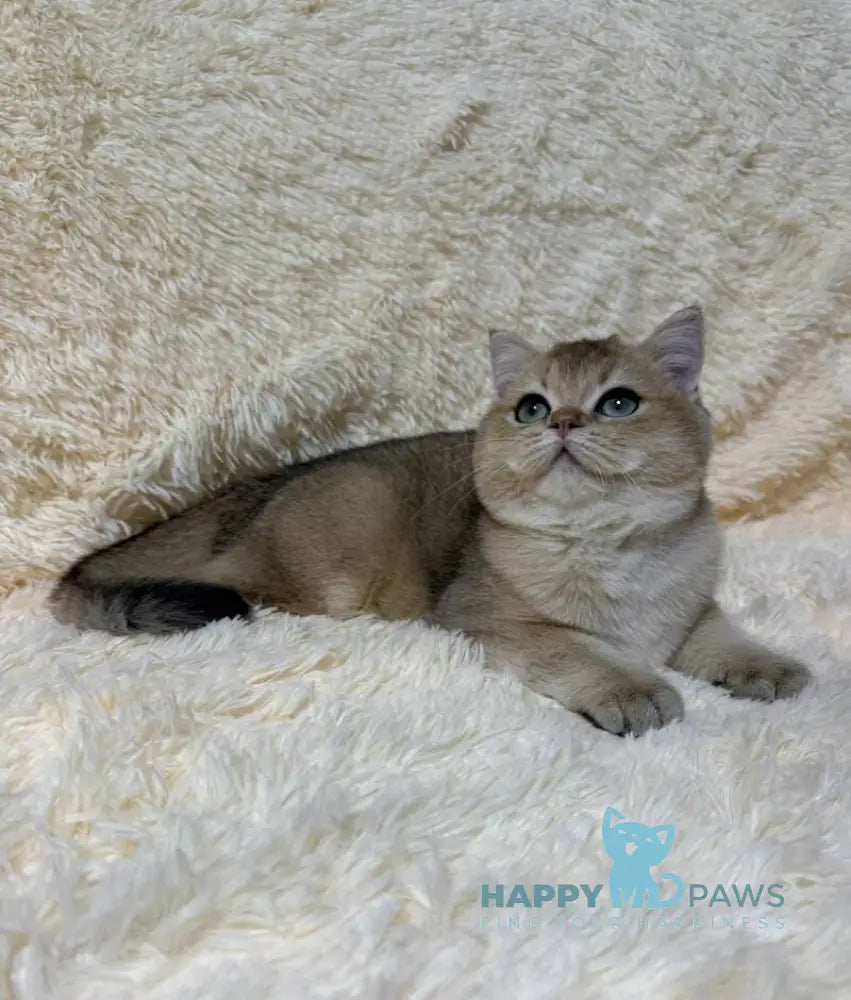 Molli British Shorthair female black golden ticked tabby live animals