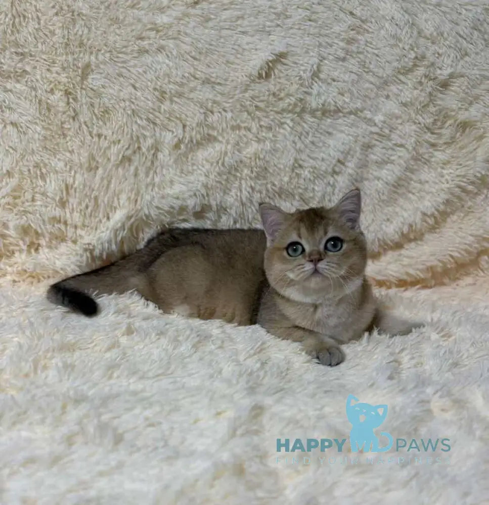 Molli British Shorthair female black golden ticked tabby live animals