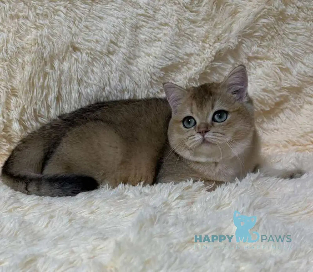 Molli British Shorthair female black golden ticked tabby live animals