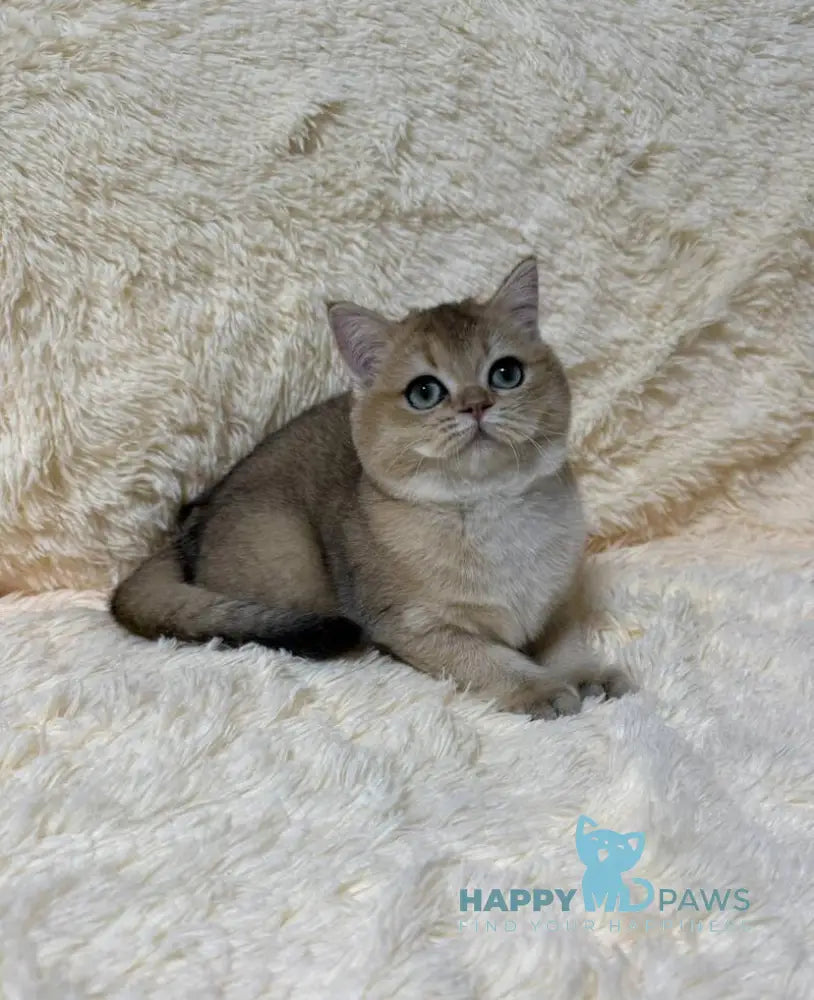 Molli British Shorthair female black golden ticked tabby live animals