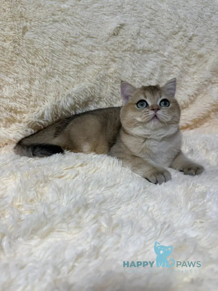 Molli British Shorthair female black golden ticked tabby live animals