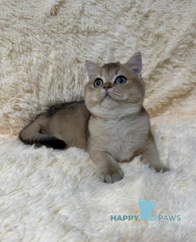 Molli British Shorthair female black golden ticked tabby live animals