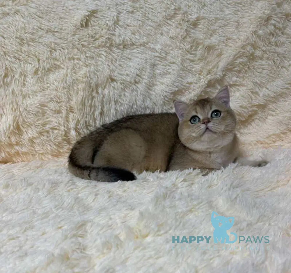 Molli British Shorthair female black golden ticked tabby live animals