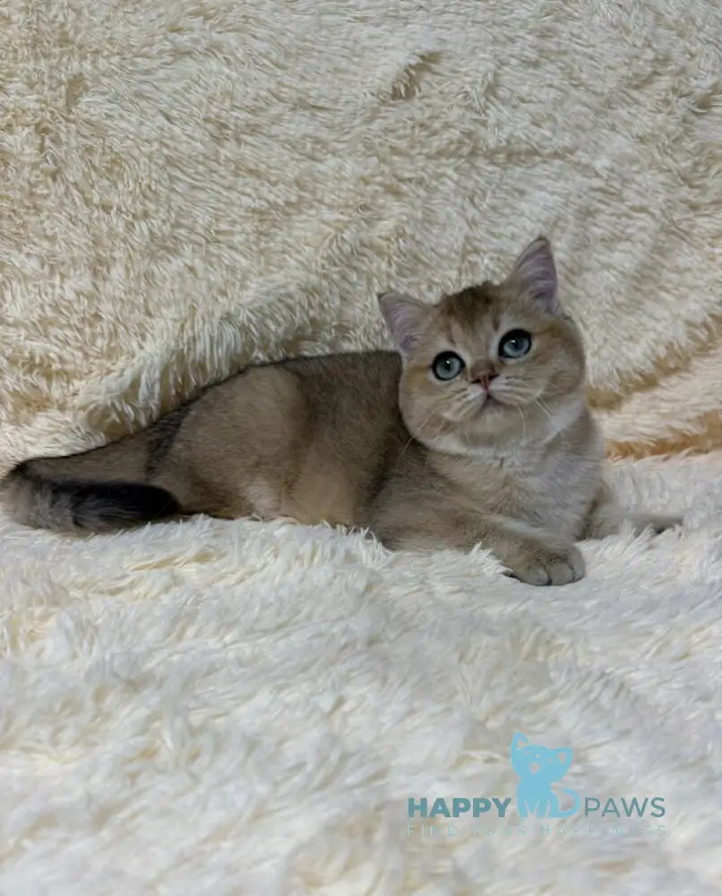 Molli British Shorthair female black golden ticked tabby live animals