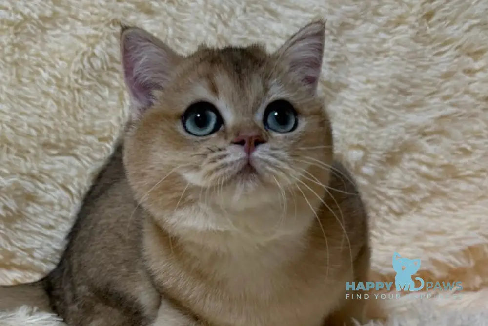 Molli British Shorthair female black golden ticked tabby live animals