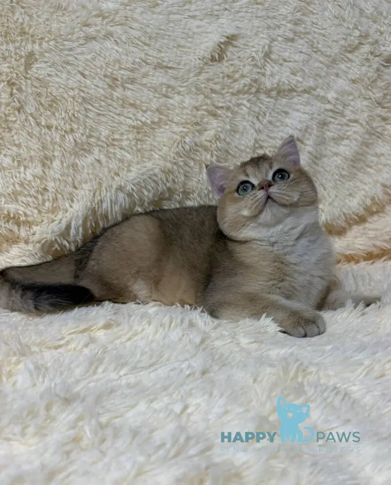 Molli British Shorthair female black golden ticked tabby live animals