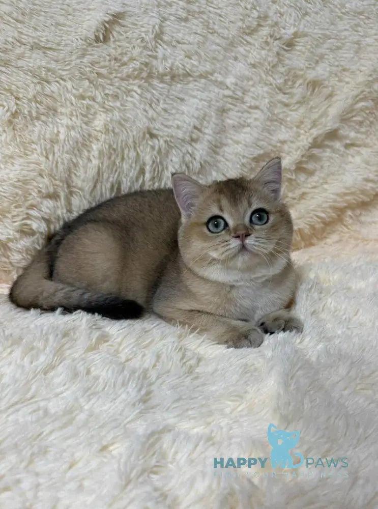 Molli British Shorthair female black golden ticked tabby live animals
