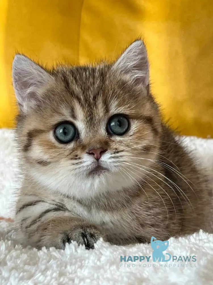 Molli Munchkin female black golden spotted tabby live animals