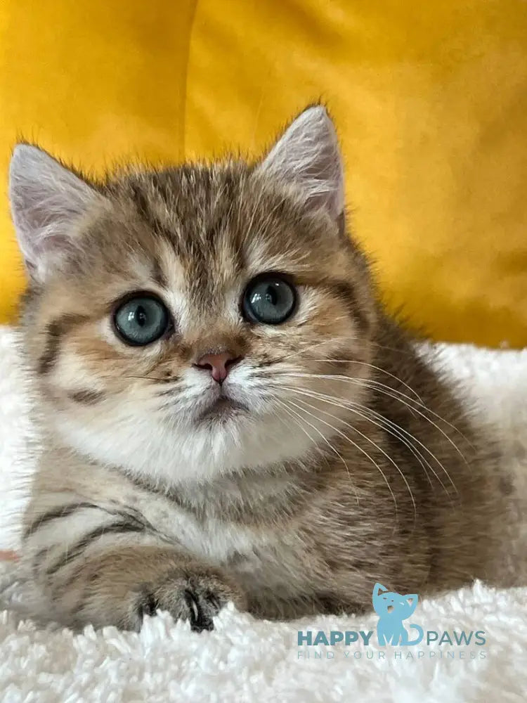 Molli Munchkin female black golden spotted tabby live animals