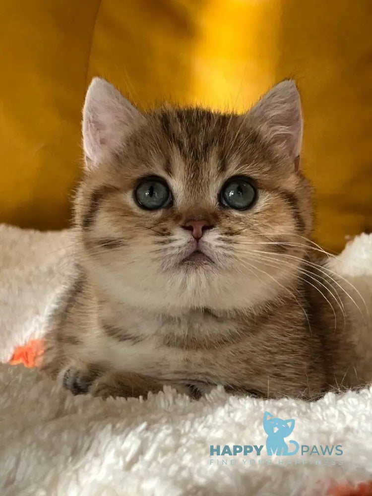 Molli Munchkin female black golden spotted tabby live animals